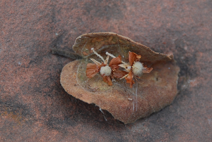 Kleine Bl&uuml;ten am Waterberg