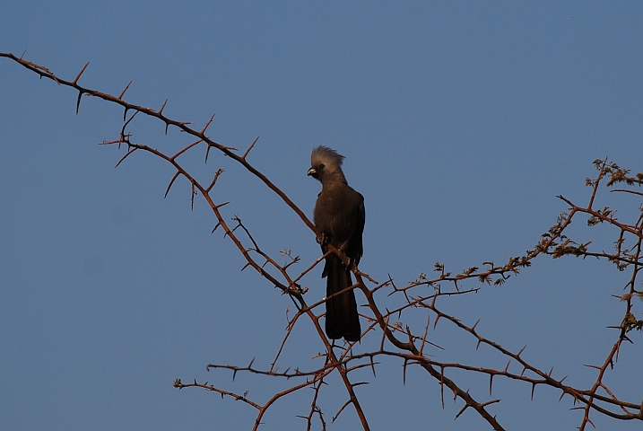 Grey Go-away-bird (Graul&auml;rmvogel)