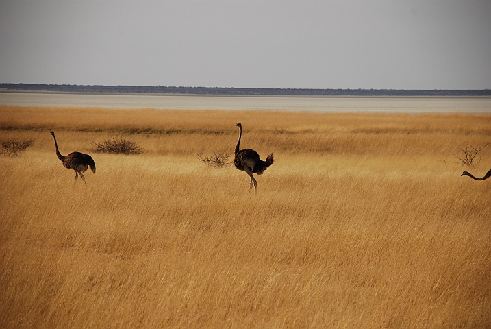 Strausse am Rand der &ouml;stlichen Etosha Pan bei Stinkwater