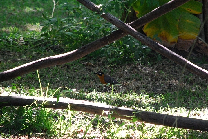 Heugelins Robin (Weissbrauenr&ouml;tel)