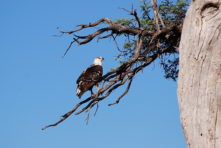 African Fish-Eagle (Schreiseeadler)