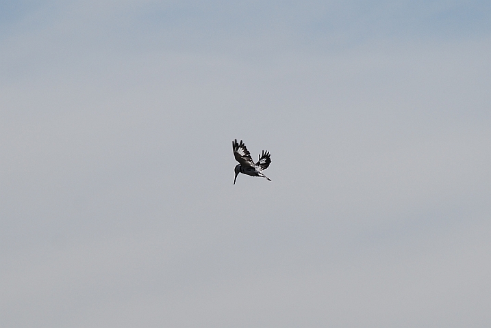 Pied Kingfisher (Graufischer) beim R&uuml;tteln