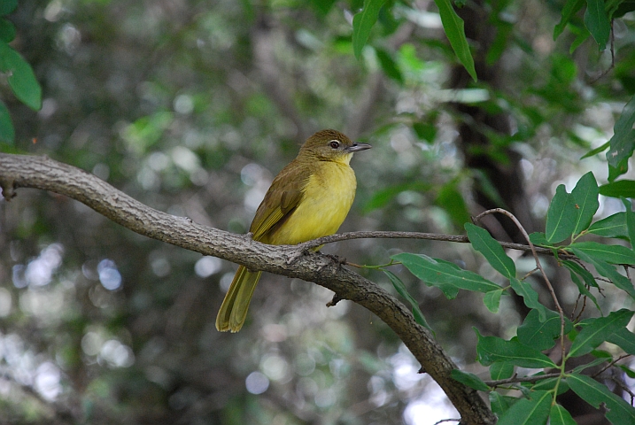 Yellow-bellied Greenbul (Gelbbauchb&uuml;lb&uuml;l)