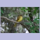 Yellow-bellied Greenbul (Gelbbauchb&uuml;lb&uuml;l)