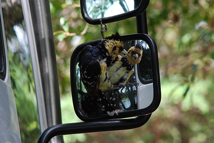 Der Punk unter den V&ouml;geln: Crested Barbet (Haubenbartvogel) am Aussenspiegel von Obelix