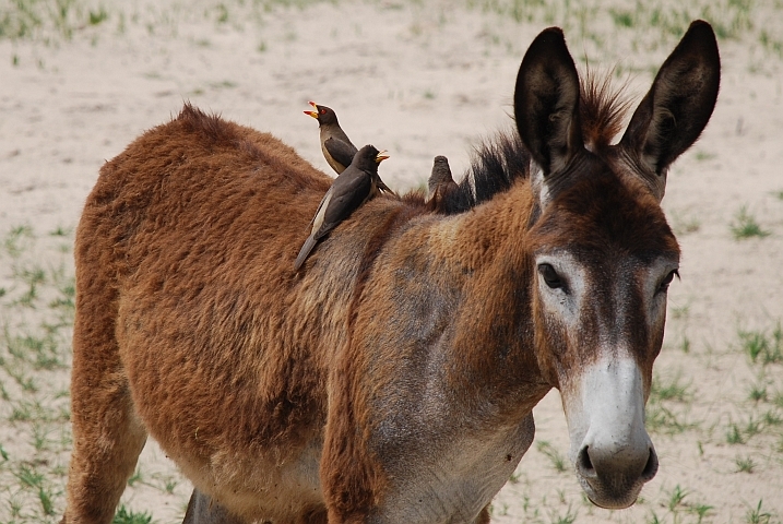 Yellow-billed Oxpecker (Gelbschnabel-Madenhacker) f&uuml;r einmal auf einem Esel