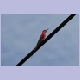 Southern Carmine Bee-eater (Karminspint)
