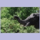 Elefant beim Fressen: Es war einmal ein Busch...