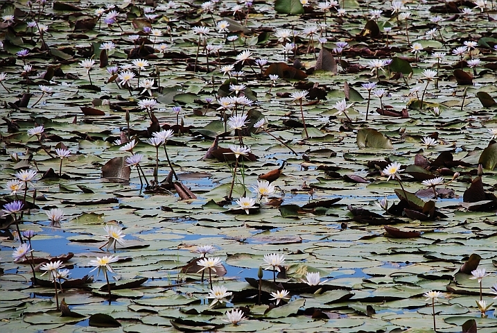 Wer sucht der findet zwischen den Seerosen: Ein African Jacana (Blaustirn-Blatth&uuml;hnchen) mit zwei Jungen