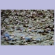 Wer sucht der findet zwischen den Seerosen: Ein African Jacana (Blaustirn-Blatth&uuml;hnchen) mit zwei Jungen