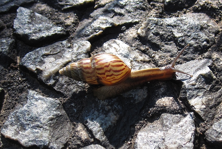 Schnecke