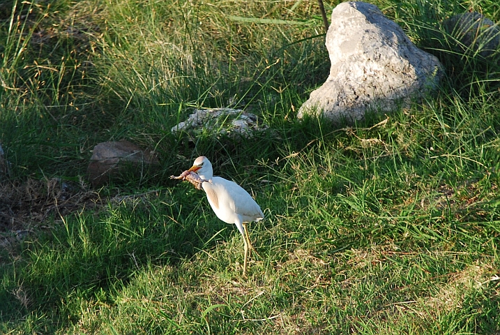 Cattle Egret (Kuhreiher) mit einer Kr&ouml;te als Beute im Schnabel