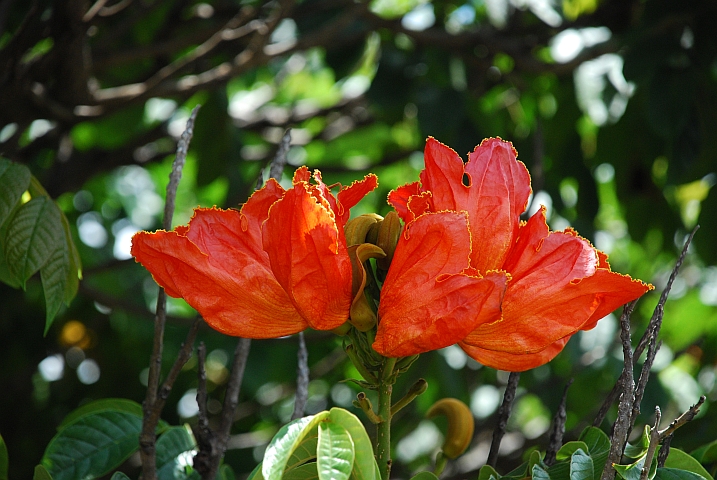 Bl&uuml;te eines Alleebaumes in Gweru