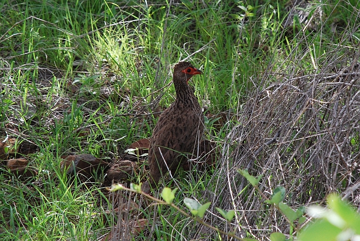 Swainson&rsquo;s Spurfowl (Swainsonfrankolin)