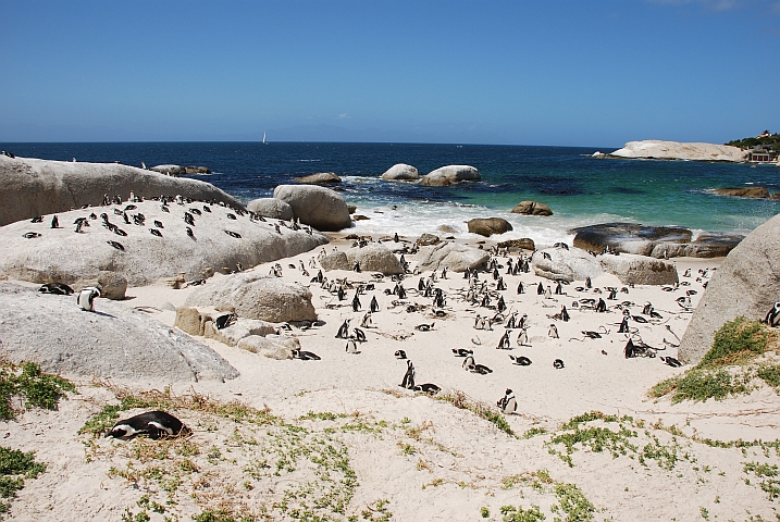 African Penguins (Brillenpinguine) an der Boulders Beach bei Simon&rsquo;s Town