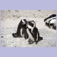African Penguins (Brillenpinguine) an der Boulders Beach bei Simon&rsquo;s Town
