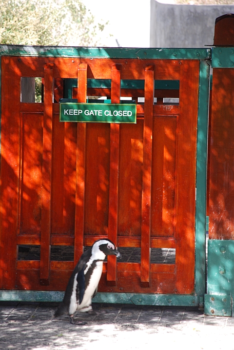 Ich m&ouml;chte gerne raus! (Brillenpinguin beim geschlossenen Gate)