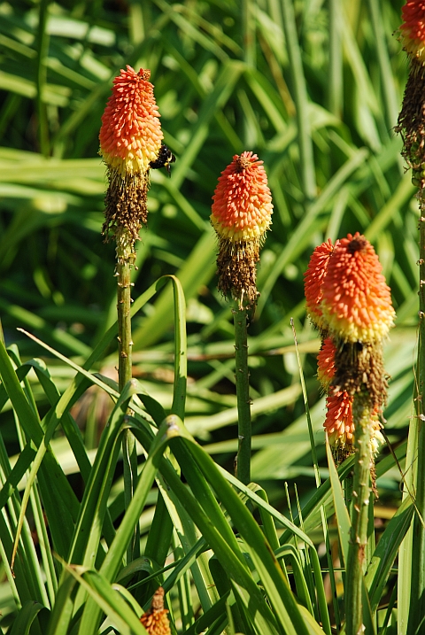 Bl&uuml;tenst&auml;nde im Botanischen Garten von Kirstenhof
