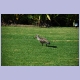 Hadeda Ibis (Hagedash) im Botanischen Garten von Kirstenhof
