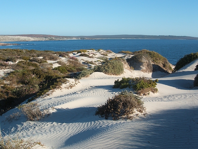 Auf den Strandd&uuml;nen im Cape Columbine Nature Reserve