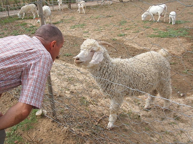 Thomas und das Schaf: &ldquo;Wie war&rsquo;s beim Scheren?&ldquo;