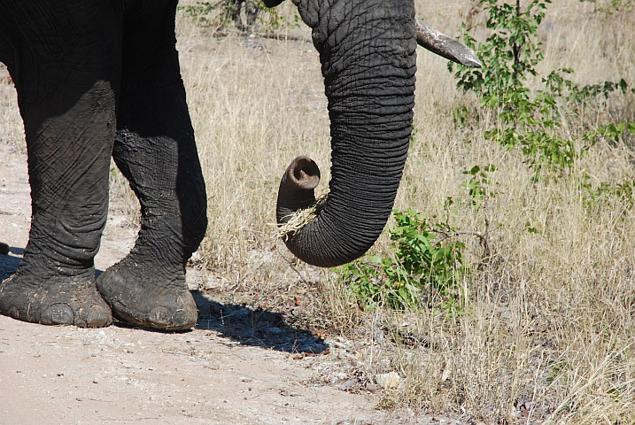 Der R&uuml;ssel ist ein feines Instrument, Elefant beim fressen