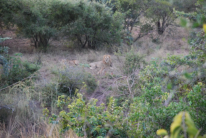 L&ouml;wenfamilie am Mahonie Loop bei Punda Maria