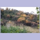 Herbstliche gef&auml;rbte B&auml;ume am Mahonie Loop bei Punda Maria
