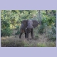 Dieser Elefant ist kein Freund von Obelix