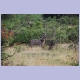 Kudu Bock
