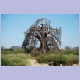 Das h&auml;ssliche Entlein unter den Baobabs