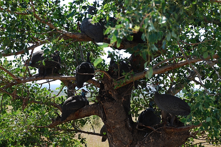 Helmeted Gunieafowls (Helmperlh&uuml;hner) sind sonst meist auf dem Boden anzutreffen