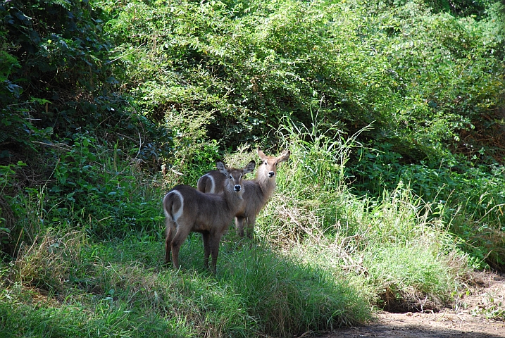 Zwei Waterbuck Weibchen (Wasserb&ouml;cke)