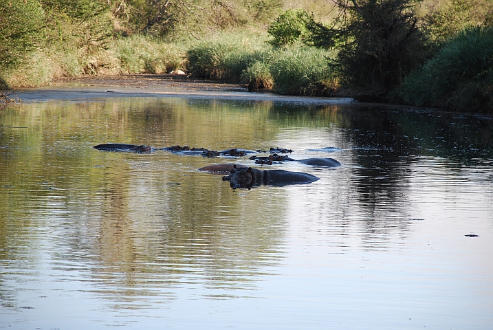 Die Hippos im L&ouml;wenfluss
