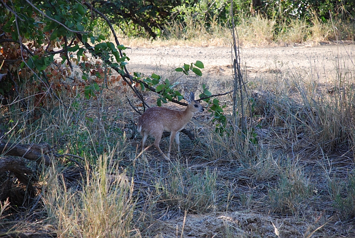 Sharpe&rsquo;s Grysbok