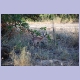 Sharpe&rsquo;s Grysbok