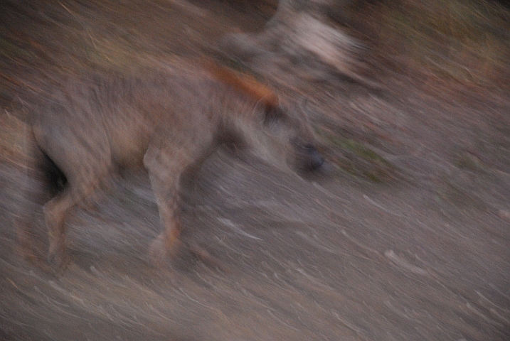 Spotted Hyaena (T&uuml;pelhy&auml;ne)