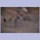 Spotted Hyaena (T&uuml;pelhy&auml;ne)