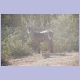 Waterbuck Bock (Wasserbock)