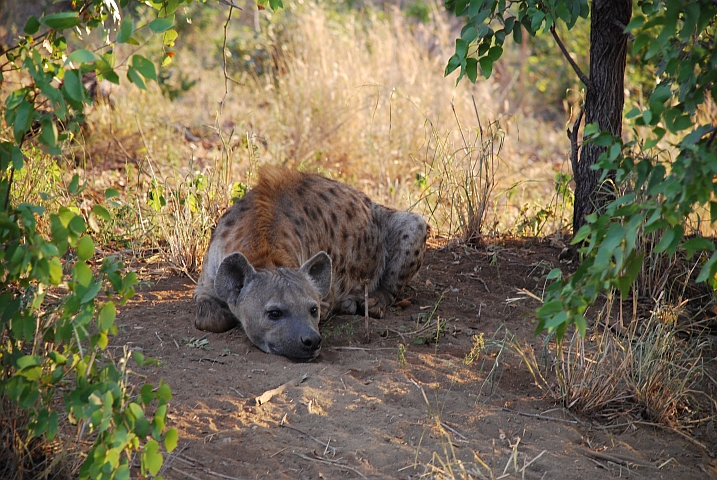 Spotted Hyaena (T&uuml;pfelhy&auml;ne)