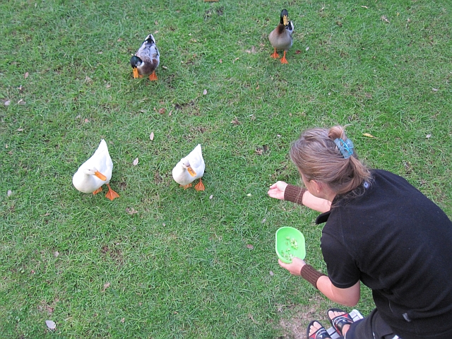 Gaagagagaa... Isabella beim Enten f&uuml;ttern