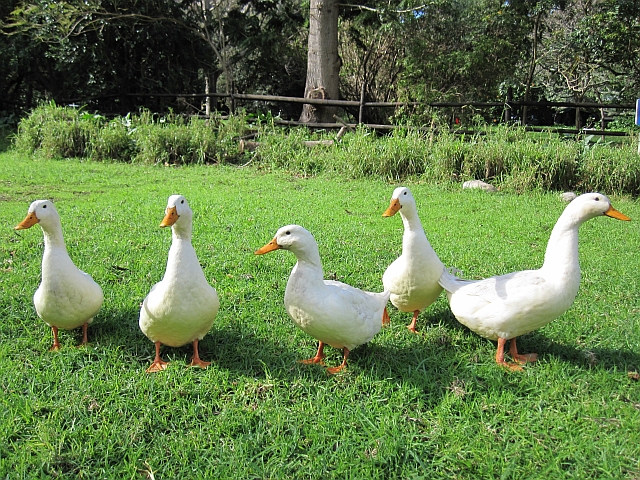 Das allerletzte Abschiedsfoto der 5&nbsp;Enten...(?)