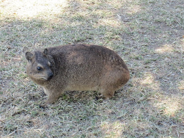 Ob&rsquo;s wohl dasselbe freche Rock Dassie ist wie am 31.&nbsp;Mai?