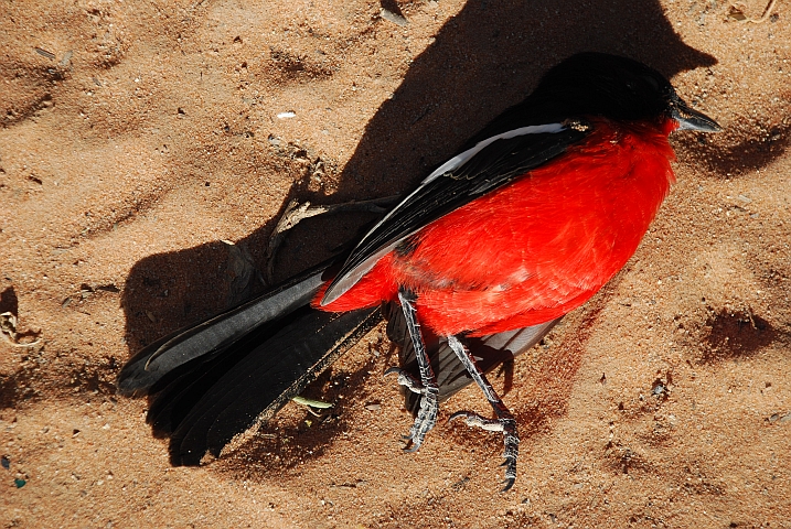 Sch&ouml;ner, nur leider toter Crimson Shrike