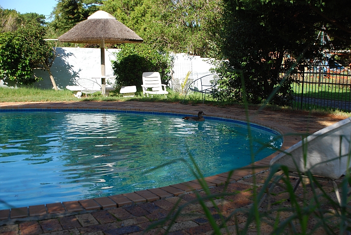 Im Winter geh&ouml;rt der Pool den Enten
