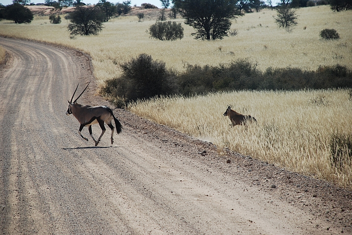 ... auch Mutter Oryx wetzt noch schnell mit ihrem Jungen &uuml;ber die Piste