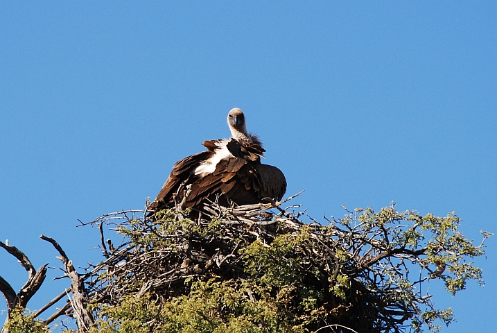 Whitebacked Vulture (Weissr&uuml;ckengeier)