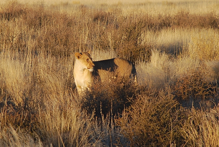Die L&ouml;win