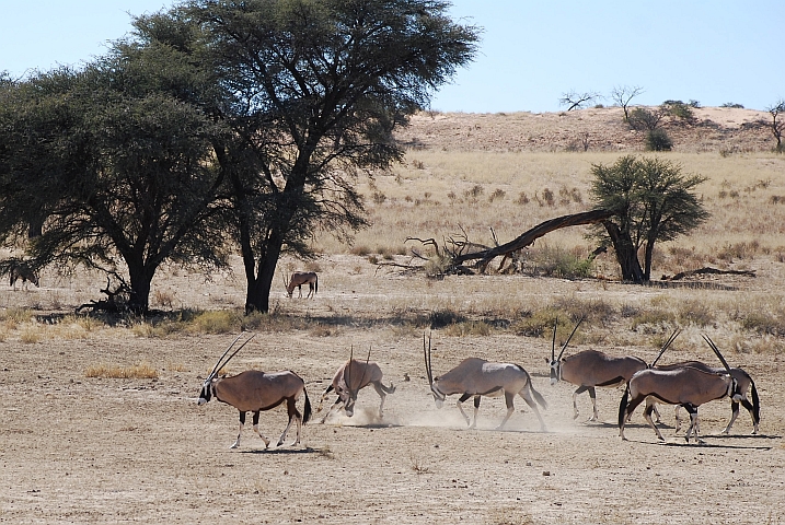 Oryx am K&auml;mpfen: Spiel oder Ernst?