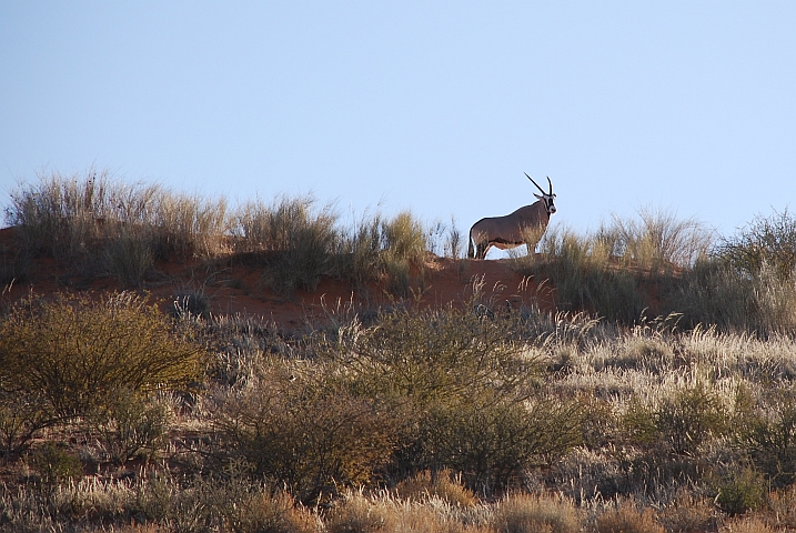 Gemsbok (Oryx) auf einer Kalahari-D&uuml;ne
